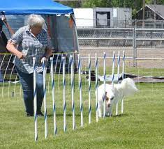 Pin On Dog Agility