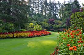What flowers grow in full sun? What S In Bloom Now Garden Updates August 24 September 7 The Butchart Gardens