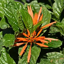 Image result for Justicia spicigera