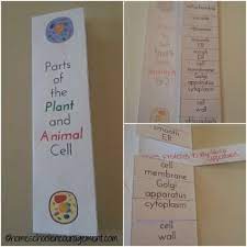 This book needs 7 pieces of paper to produce 14 pages of notes in the booklet. Plant And Animal Cell Printables Grades 4 6