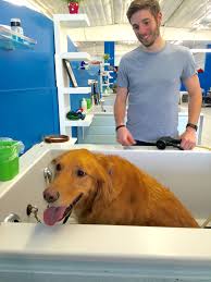 Giving your dog a bath can be fun, safe, comfortable, and a beautiful bonding experience when the right environment is available. Places To Try This Weekend Dirty Hairy Dog Wash Lifetolauren