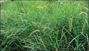 Image result for Aristida stipitata