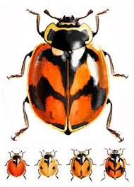 Black Beetle Like Bug In House Adalia Deficiens Weird Insects Bugs And Insects Beautiful Bugs