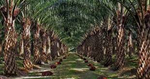 Lukisan serangga lukisan pemandangan gunung pokok bunga matahari contoh lukisan batik gambar pokok kelapa sawit lukisan pemandangan pantai melukis lukisan tasik lukisan lukisan buaya lukisan malaysia lukisan bunga kertas lukisan asas lukisan pa yung lukisan pasu. Info Dan Berita Sawit Terkini Paspimonitor