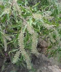 Image result for Faurea rochetiana