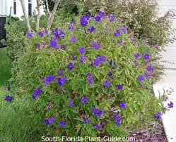 Purple flowering bush in clearwater florida 1. Tibouchina
