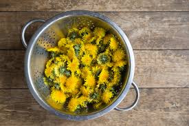 Dandelion (taraxacum officinale) is a perennial herb found throughout the northern hemisphere and cultivated in u.s. 16 Exciting Things To Do With Dandelion Flowers