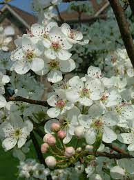 Pin By Maria Zampini On Fav Lcn Selections Pics Ornamental Trees Fruit Garden My Secret Garden