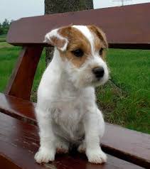 This breed is most happy when given companionship and a job to do. 280 Best Parson Russell Terrier Dog Names The Paws