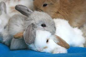Home of the famous oink, oink, mini pigs! Rabbits And Rabbit Meat 4 Sale Home Facebook