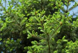 We would like to show you a description here but the site won't allow us. What Is An Evergreen Fund Structure