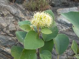 Image result for Cordia monoica