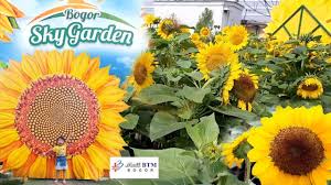 Aditya sentana agro merupakan perusahaan nasional yang bergerak di bidang agribisnis see more of benih cap bunga matahari on facebook. Taman Bunga Matahari Di Mall Btm Bogor Sky Garden Youtube