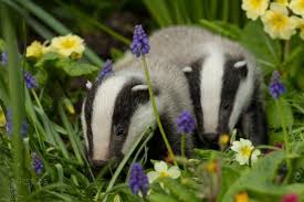 Pagewoman Badgers Via Badgergate Baby Badger Badger Animal Companions