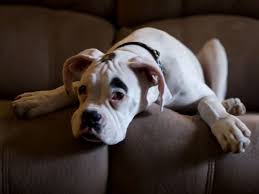 Maybe you would like to learn more about one of these? Strong Badass Fighting Dog Names For Boxers Pethelpful