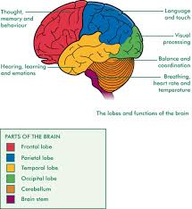 Brain Diagram With Functions Nervous System Structure Human