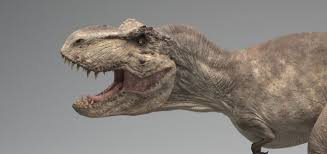 Encuentra y descarga los vectores más populares de dinosaurio rex en freepik gratis para uso comercial imágenes de gran calidad para proyectos creativos. Tiranosaurio Rex Informacion Didactica Sobre El Rey De Los Dinosaurios