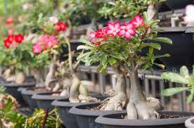 Adenium Obesum Care Growing The Desert Rose Plant Rose Plant Care Desert Rose Plant Planting Roses