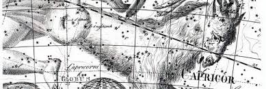 Image result for Dyschoriste capricornis