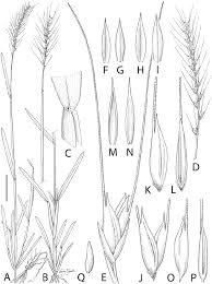 Image result for Sclerodactylon macrostachyum