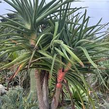 Image result for Aloe excelsa