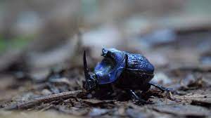 Blue Rhinoceros Beetle Close Up Guiana Rare Stock Footage SBV-328058023 -  Storyblocks