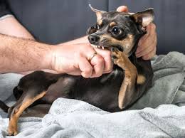 Check spelling or type a new query. What To Do With A Dog That Bites Their Owner