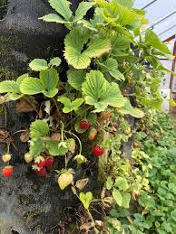 We did not find results for: Co Horts Growing Strawberries Vertically