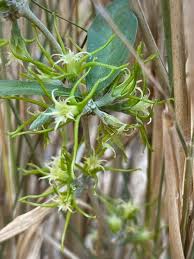 Image result for Fockea angustifolia