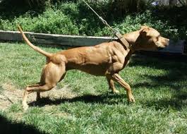 Terrier bull dogs pit dog apbt pitbull pitbulls dirty american bully buckskin lurcher game breeds hunting guard animal. American Pit Bull Terrier Color Chart Oreba Registry Kennel Clubs