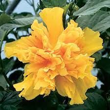 Maybe you would like to learn more about one of these? Hibiscus Peggy Hendri Hibiscus Rosa Sinensis Hybrid Hibiscus Plant Hibiscus Rosa Sinensis Hibiscus Flowers