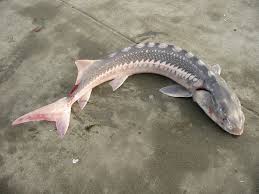 We guide sturgeon fishing charters in the lower 140 miles of river from the mouth in astoria, oregon, to bonneville dam. White Sturgeon Pier Fishing In California