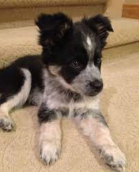 Border Collie Blue Healer Mix Puppies Cute Dogs Cute Animals