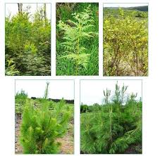 Image result for Kyllingiella microcephala