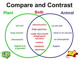 37 Qualified Plant Cell Vs Animal Cell Chart