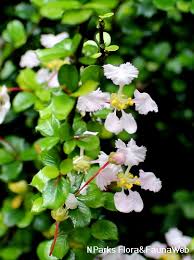 Image result for Malpighia coccigera