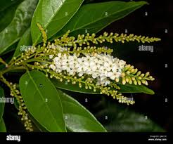 Image result for Citharexylum