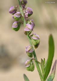 Image result for Polygala capillaris