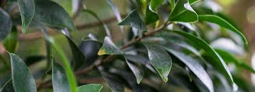 Maybe you would like to learn more about one of these? Winter Care Caring For Plants Bioadvanced