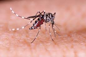 The Zika Virus and Your Health: What You Need to Know - Riverside ...