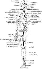 Systemic arteries provide blood rich in oxygen to the body's tissues. Blood Vessels Of The Body