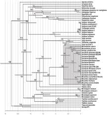 Image result for Cleistachne sorghoides