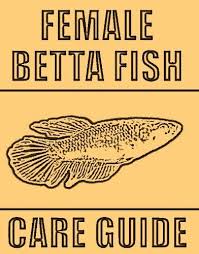 Female Betta Fish Complete Care Guide By Chris Weber Http Www Amazon Com Dp B00f01wjjy Ref Cm Sw R Pi Dp 3mdgsb1fq5awy Betta Fish Betta Betta Fish Tank