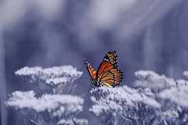 Monarch Butterflies Are Becoming Endangered In The United States Due To Habitat Loss Habitats Monarch Butterfly Endangered