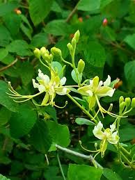 Image result for Cadaba