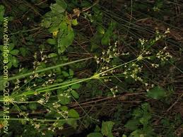 Image result for Juncaceae