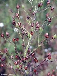 Image result for Landolphia lanceolata