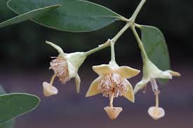 Image result for Sonneratiaceae