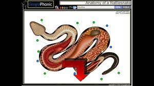 Anatomy Of A Rattlesnake Youtube