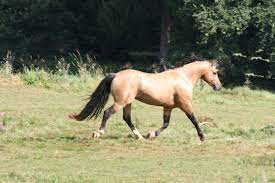 Would it be possible, through texture editing, or modding, to make the buckskin mustang available in story. Ari Mustang American Stallion Buckskin